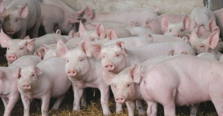 В Мариуполе фермеру обещают возместить убытки от ликвидации свиней (ФОТО)