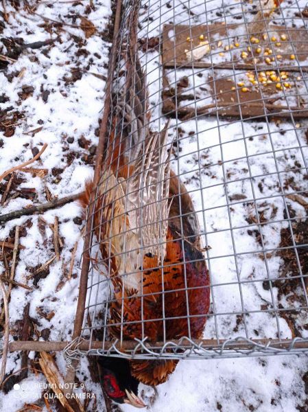 За незаконную охоту на фазана и зайца будут судить жителя Донетчины