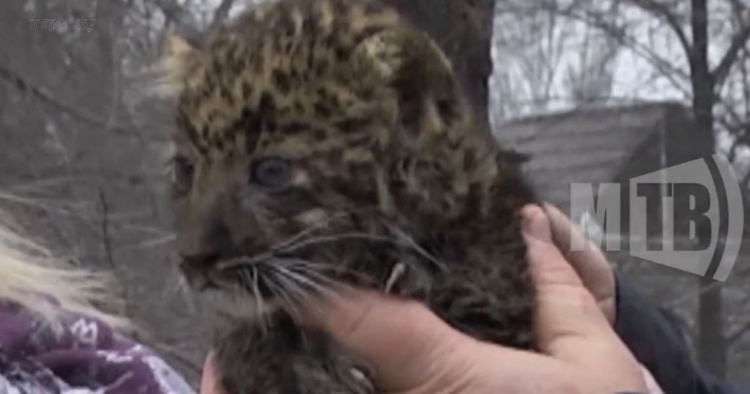 В зоопарке Мариуполя родились котята леопарда. Как живут зверята? (ФОТО+ВИДЕО)