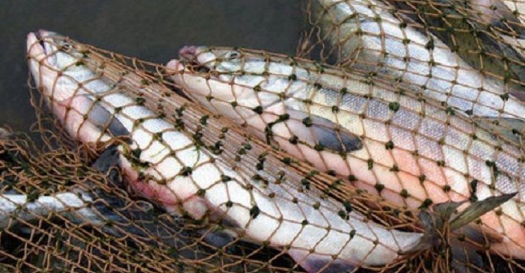 В ноябре мариупольские браконьеры наловили рыбы на 80,5 тысяч гривен