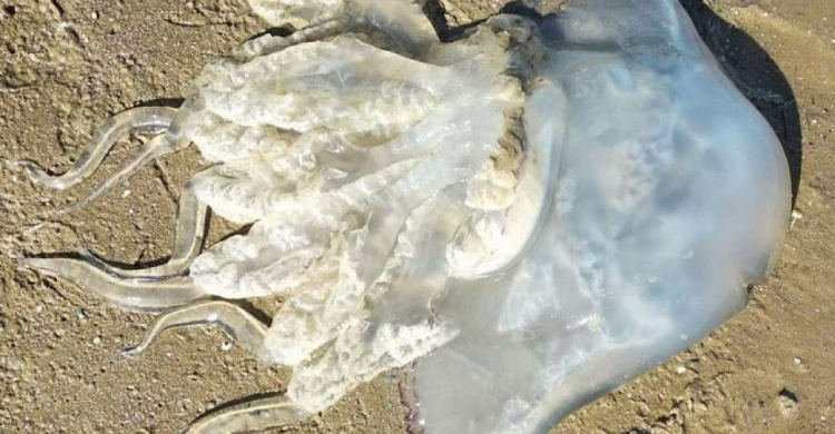 Они погибают из-за селфи: что делать мариупольцам, если ужалила медуза?
