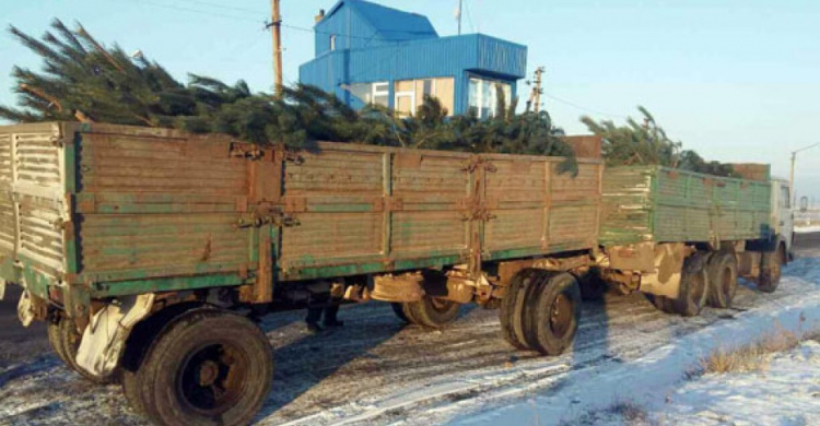 В Донецкой области выявили очередную партию незаконных елок