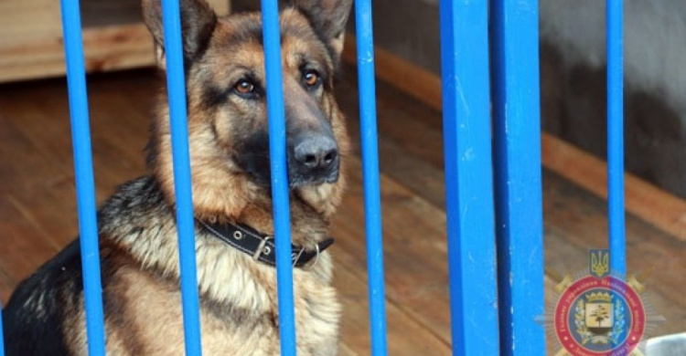 В кинологическом центре в Мариуполе будут готовить «собак-антитерроров» (ВИДЕО)