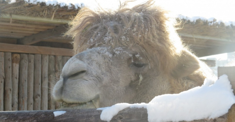 В Мариуполь прибыл зимовать страстный верблюд (ФОТОФАКТ)