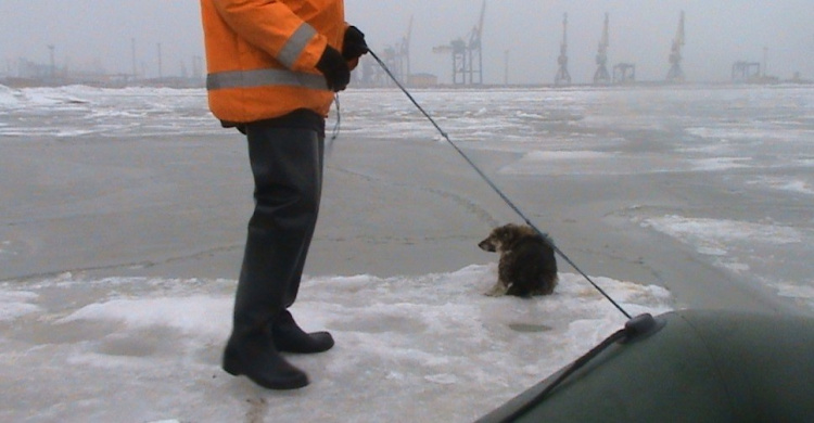 В Мариуполе спасали собачку, оказавшуюся на льдине в море