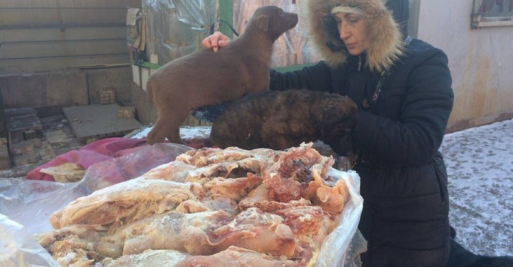 В Мариуполе зоозащитники накормили около 50 бездомных собак (ФОТО)