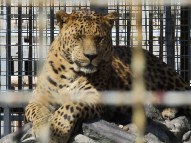 В центре Мариуполя выросло количество леопардов (ФОТО)