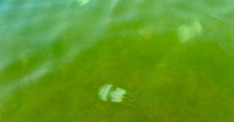В Азовском море отдыхающие заметили медуз. Какая ситуация на мариупольском побережье?