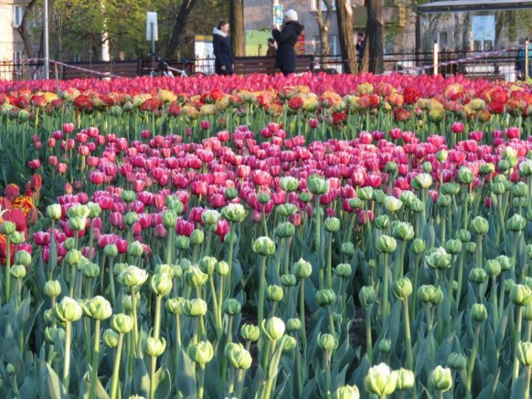 В мариупольской «Веселке» зацвели тысячи тюльпанов и нарциссов (ФОТО+ВИДЕО)