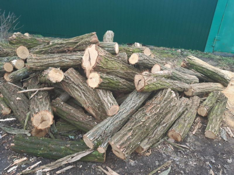 На Донетчине группа мужчин нарубила деревьев на миллион гривен (ФОТО)
