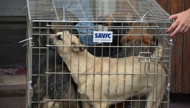 В Мариуполе стартовала стерилизация бездомных кошек и собак – прооперированы около 10 животных (ФОТО)