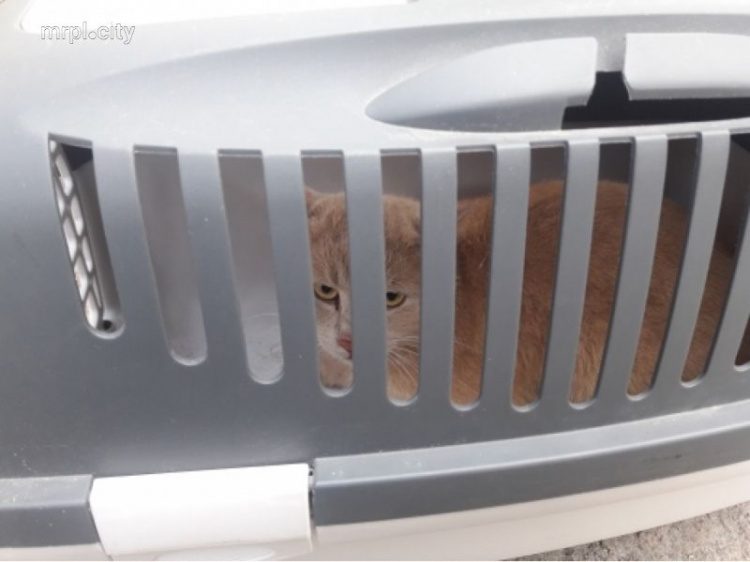 В Мариуполе спасали кота-экстремала (ФОТО+ВИДЕО)