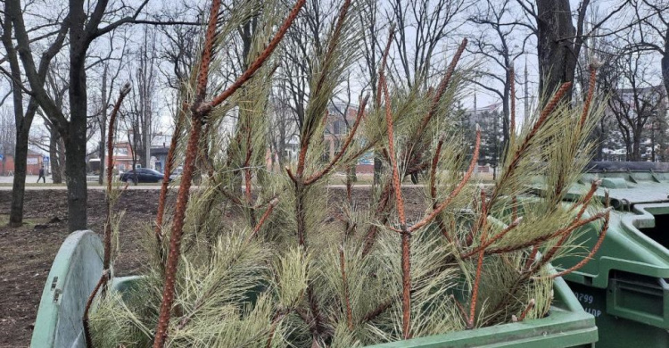 Новогодние елки украшали квартиры мариупольцев до конца зимы