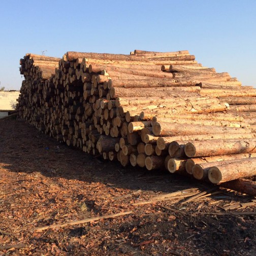 На Донетчине чиновники незаконно продавали государственную древесину