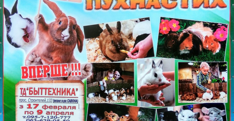 Выставка животных Братец Кролик