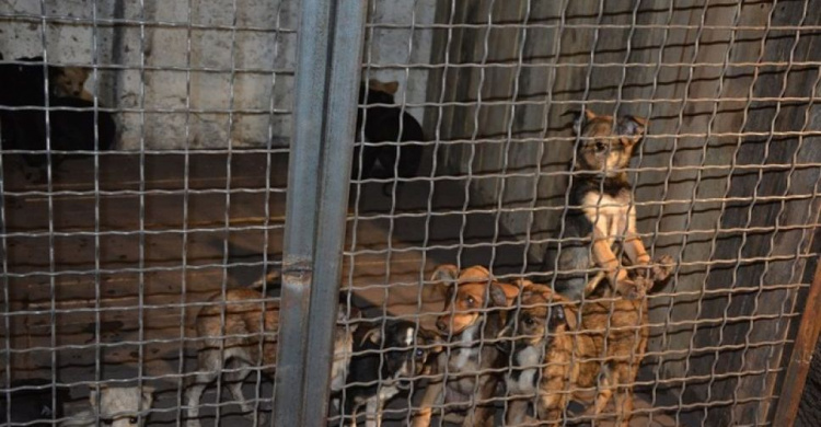 В Мариуполе более 300 бездомных животных стерилизовали по-европейски (ФОТО)