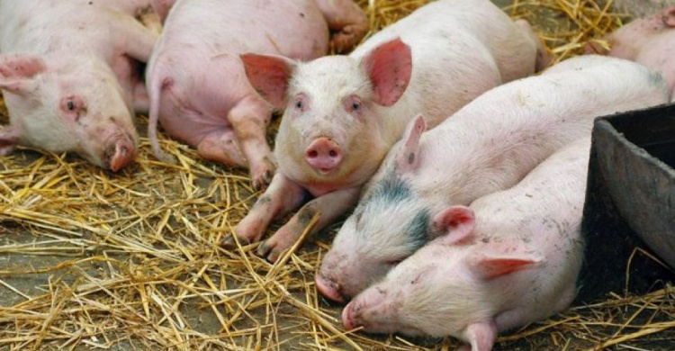На Донетчине массово уничтожают свиней из-за угрозы африканской чумы (ФОТО)
