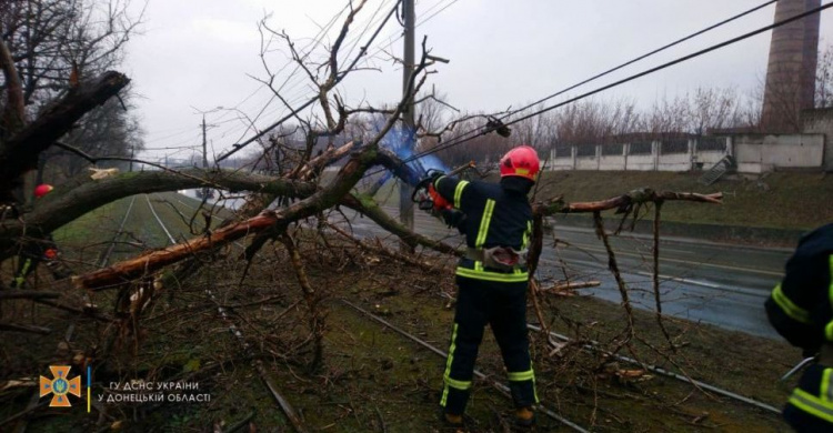 В Мариуполе рухнувшее дерево парализовало движение транспорта