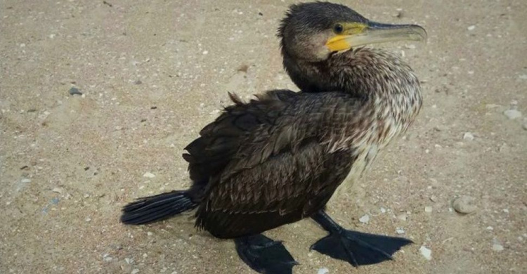 В Мариуполе на пляже нашли «няшную» птицу (ФОТО)