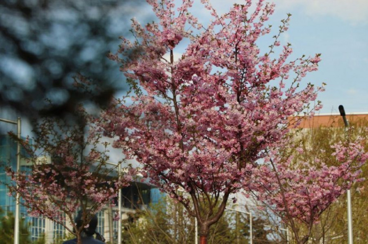 Мариуполь зацветет сотнями сакур: где их высадят