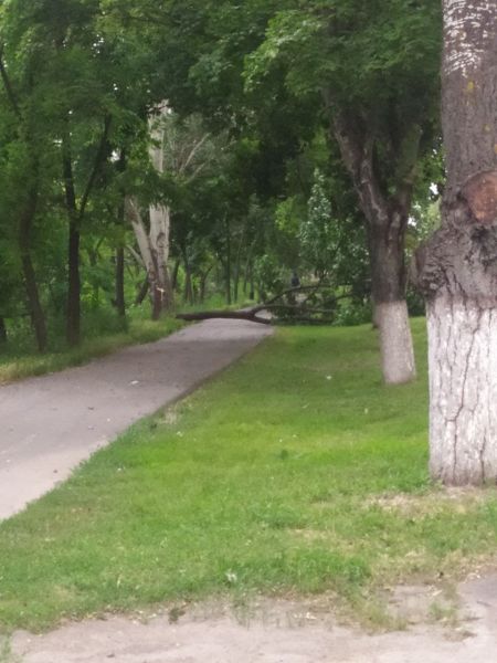 Упало дерево на проспекте Нахимова, возле остановки Дом быта