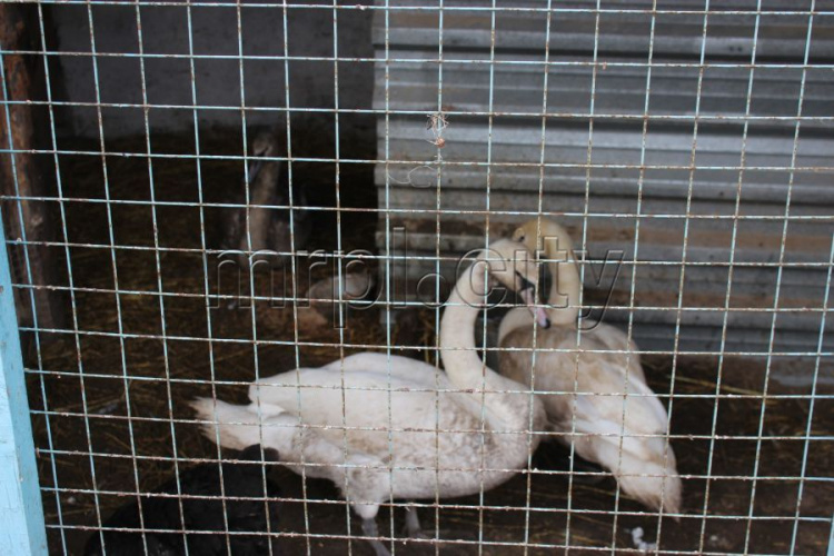 В Мариуполе выходили трех лебедей – птиц отпустили в «свободное плавание»