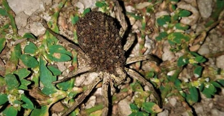 В центре Мариуполя большой паук с потомством на спине обратил на себя внимание автомобилиста