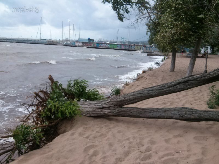 В Мариуполе рухнувшее двуствольное дерево перегородило пляж (ФОТОФАКТ)