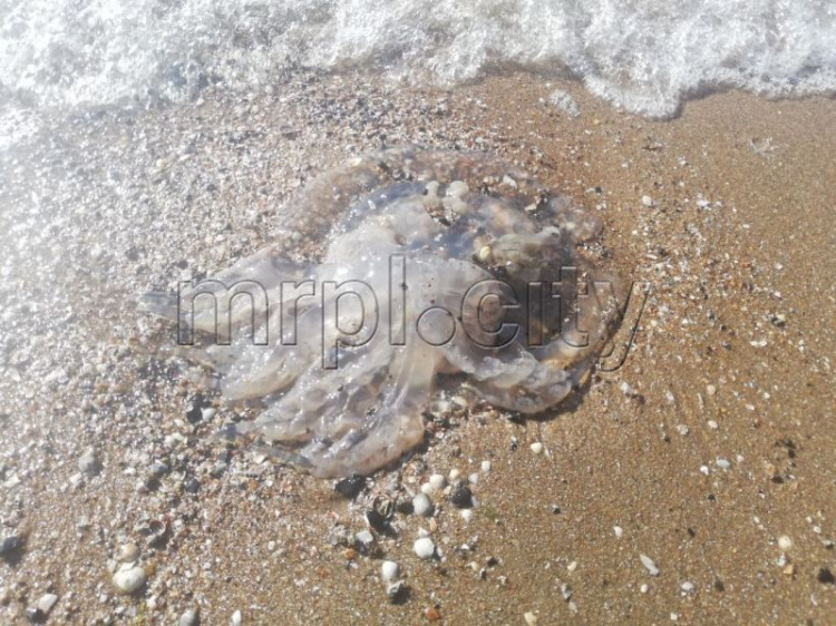 Мариупольское побережье усеяно медузами