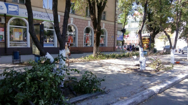В центре Мариуполя проредили аллею яблонь и берестов (ФОТО)