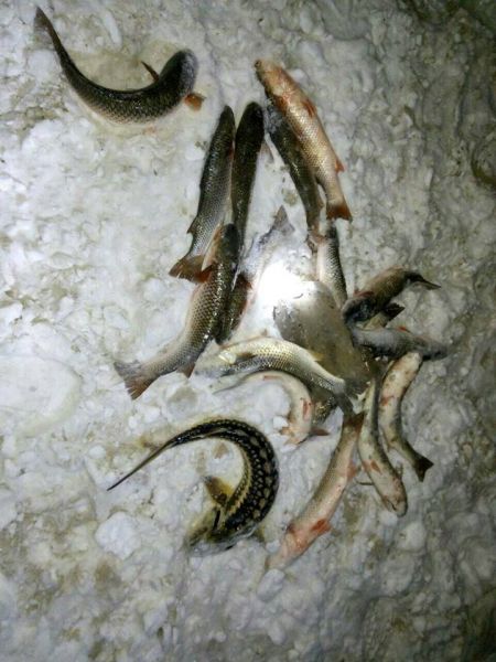 Под Мариуполем с помощью тепловизора поймали рыбаков-браконьеров (ФОТО+ВИДЕО)