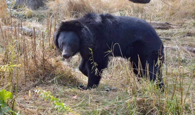 Медведицу Мальвину из бывшего «зоопарка смерти» на Донетчине предлагают взять под опеку (ВИДЕО)