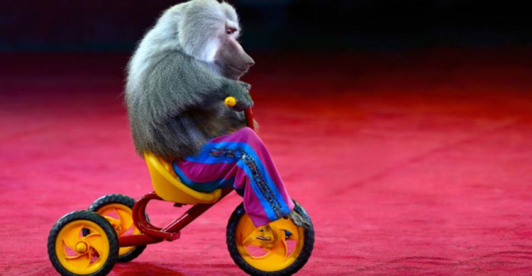 В Мариуполе могут запретить гастроли цирков с животными