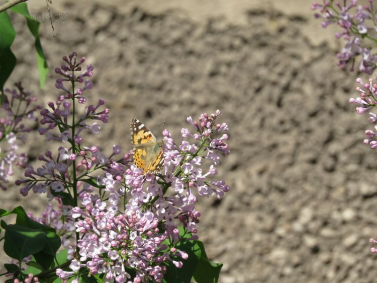 Сирень высотой с трехэтажный дом привлекла сотни бабочек в Мариуполе (ФОТО+ВИДЕО)