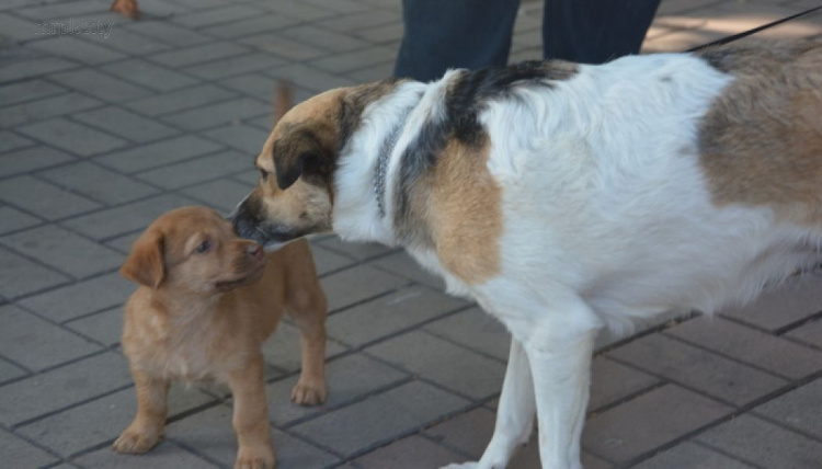 В Мариуполе выбрали «Собаку всеПонимаку» и самую красивую «ДворНяшку» (ФОТО)