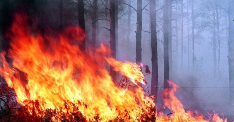 За время боевых действий сгорело больше трети заповедных зон Донбасса