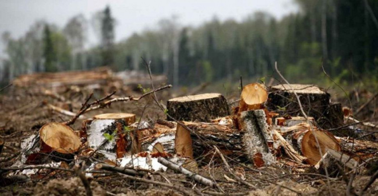 Работники лесхоза Донецкой области незаконно уничтожили деревья на сумму более 2 миллионов гривен