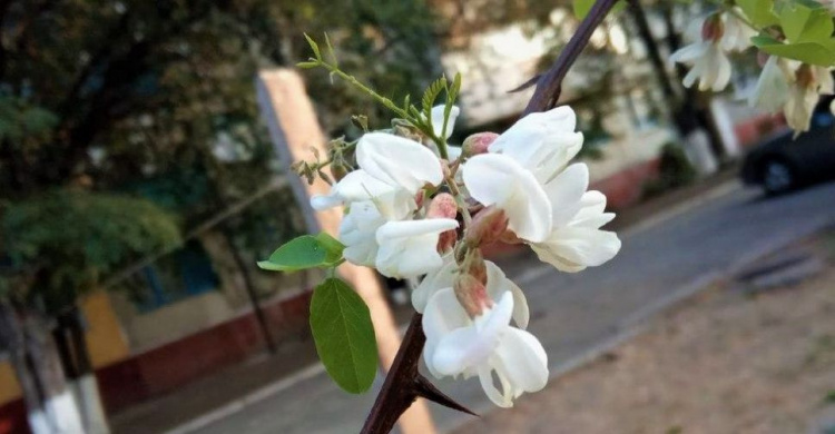 Пришествие «второй весны»: в Мариуполе зацвели деревья