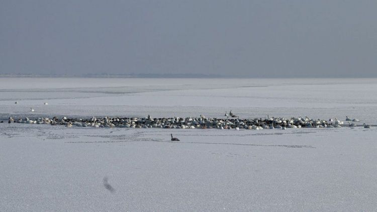 На заливе вблизи Мариуполя остались зимовать более полутысячи лебедей