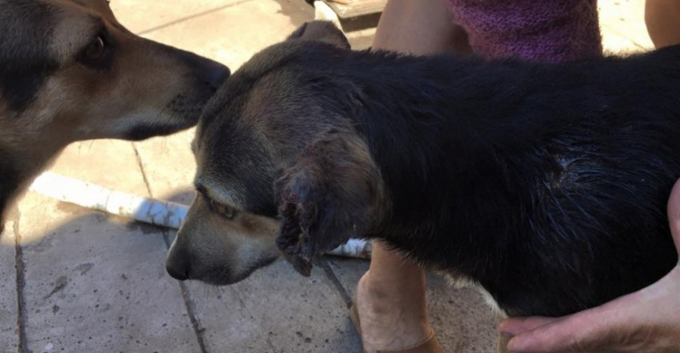 Жительница Марьинки, которую от взрыва спасли собаки, нашла новый дом