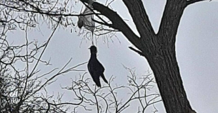 В Мариуполе на дереве «повесилась» птица