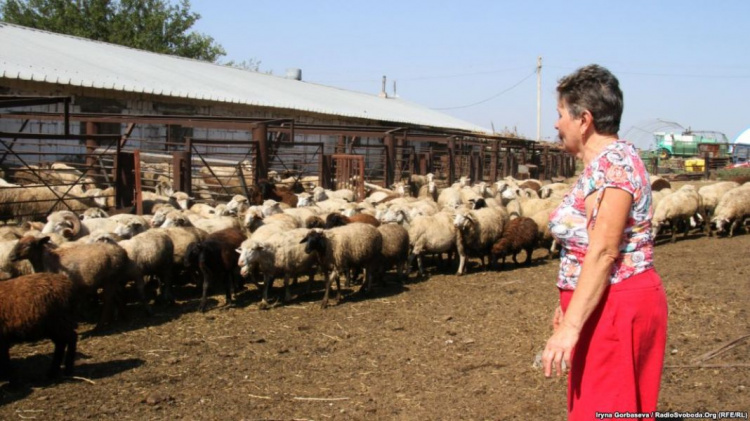В поселке под Мариуполем двое фермеров восстанавливают животноводство (ФОТО+ВИДЕО)