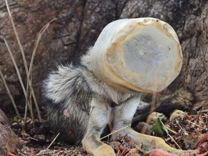 Ужас цивилизации: пластик убивает миллионы животных, птиц и рыб