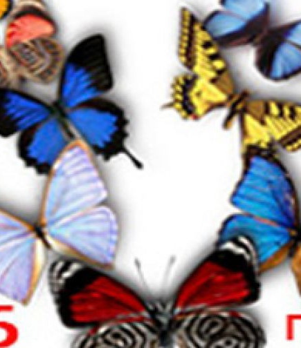 Киевская выставка живых бабочек и других насекомых