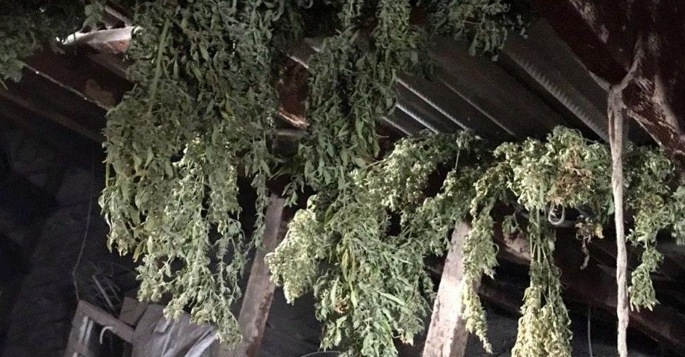 Мариуполец выращивал в огороде наркотики: изъяли килограмм конопли