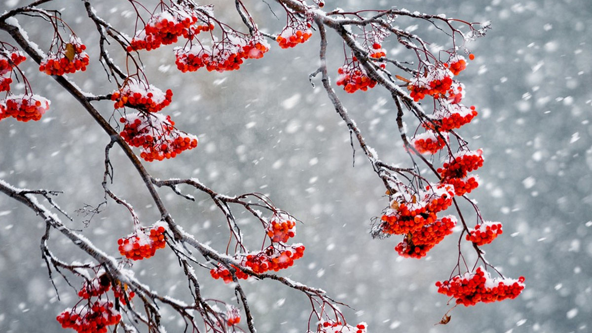 Від мокрого снігу – до +17: якою буде погода в Україні на вихідних 11-12 листопада