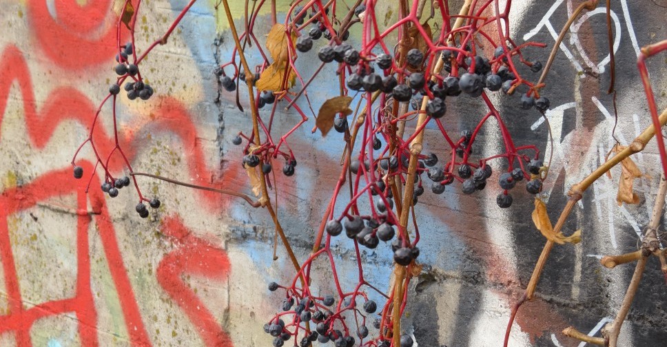 Street art галерея появилась в центре Мариуполя на заброшенной стоянке (ФОТОФАКТ)