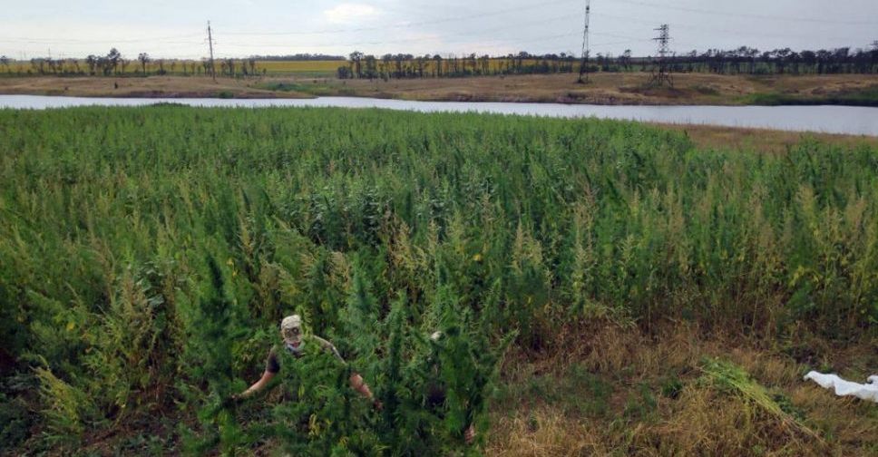 Плантацию гигантской конопли обнаружили в прифронтовой зоне вблизи Мариуполя
