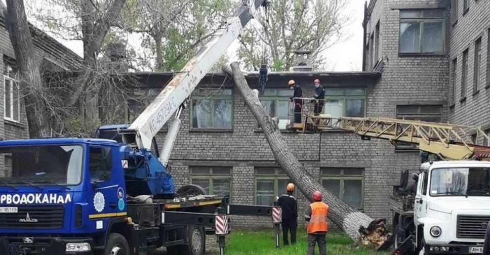 В Мариуполе штормовой ветер повалил на кровлю детского сада 15-метровое дерево (ФОТО)