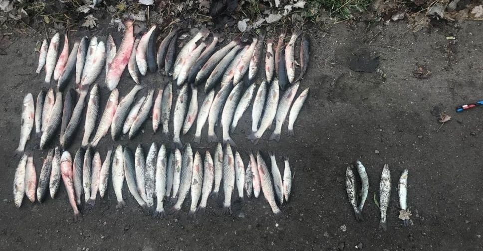 В Мариупольском районе за несколько дней рыбные браконьеры нанесли ущерб на 384 тысячи гривен